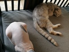 -more than meow吴止猫主题餐厅(承德 中船汇店)