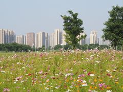 -洋湖国家湿地公园