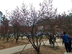 -南国桃园旅游度假区