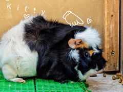 -神户市立六甲山牧场