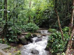 -莫里热带雨林景区