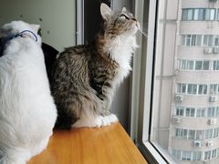 -东方名猫馆·英短金渐层布偶猫舍(环线广场1号楼店)