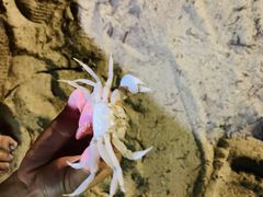 -惠州金海湾嘉华度假酒店