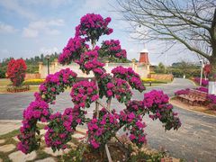 -东莞植物园