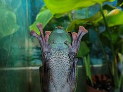 -上海大自然野生昆虫馆