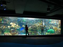 -瑞普利水族馆