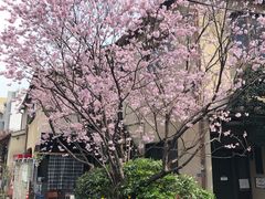 -江户樱花旅馆