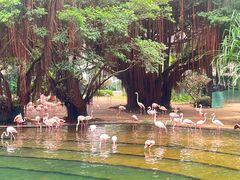 -香港皇家太平洋酒店