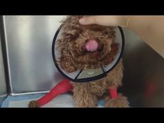 -爱妮康宠物医院·干细胞免疫细胞·肿瘤·心脏(张江店)