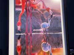 -罗红摄影艺术馆