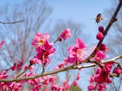 -梅花山(明孝陵内)