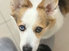 -艾贝尔宠物医院 ·内科全科(梁溪路店)