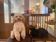 -有猫主题·治愈系猫咖(曾厝垵店)