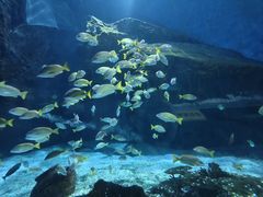 -海合安武汉极地海洋公园