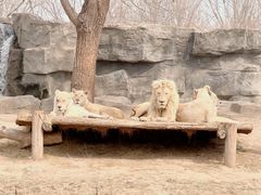 -北京野生动物园