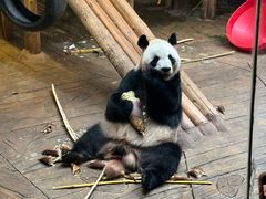 -深圳野生动物园