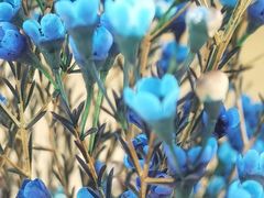 -卡尔顿东方银龙酒店•广西菜•早茶