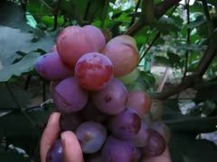 -庞各庄翠芳园西瓜蔬菜基地采摘园