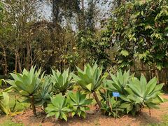 -中国科学院西双版纳热带植物园