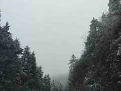 -武陵山森林公园