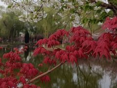 -石家庄市植物园