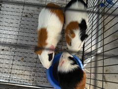 -马陆小张葡萄园农家乐