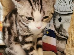 -猫小院猫主题餐厅(三里屯店)