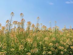 -中国天府农业博览园