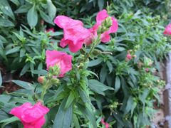 -松山湖梦幻百花洲