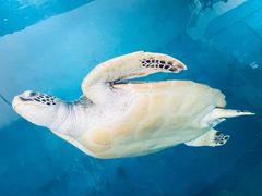 -广东惠东海龟国家级自然保护区