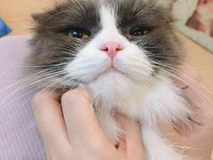 -李小姐の猫咖啡馆(五角场店)