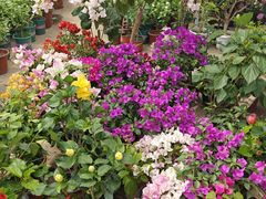 -中环花鸟鱼虫市场