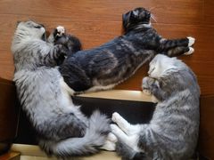 -瑞派福兴宠物医院犬猫全科·骨科·中西医结合(河东店)