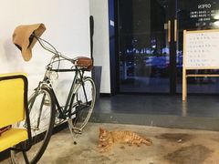 -猫里有甜