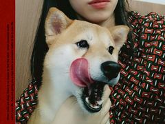 -柯斗斗主题餐厅·狗咖·围炉煮茶·茶饮(国瑞升平里店)