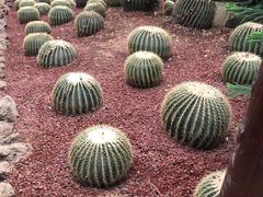 -呀路古热带植物园