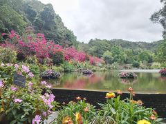 -深圳仙湖植物园