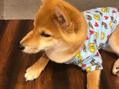 -豆柴町-柴犬主题狗咖(红鼎国际C座店)