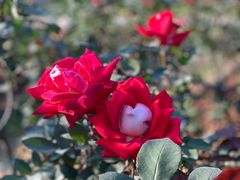 -人民公园(罗湖区)