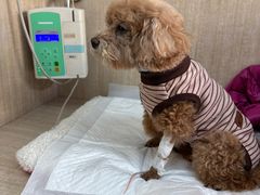 -北京观赏动物医院·24小时大型综合·猫专科·异宠专科