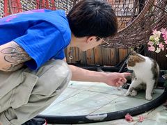 -喵屿·大理花园猫咖