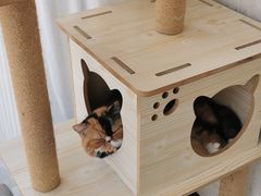 -宠爱国际动物医院· 猫科· 外科·中兽医(长白店)