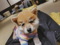 -逗柴咖啡屋·狗咖猫咖宠物桌游