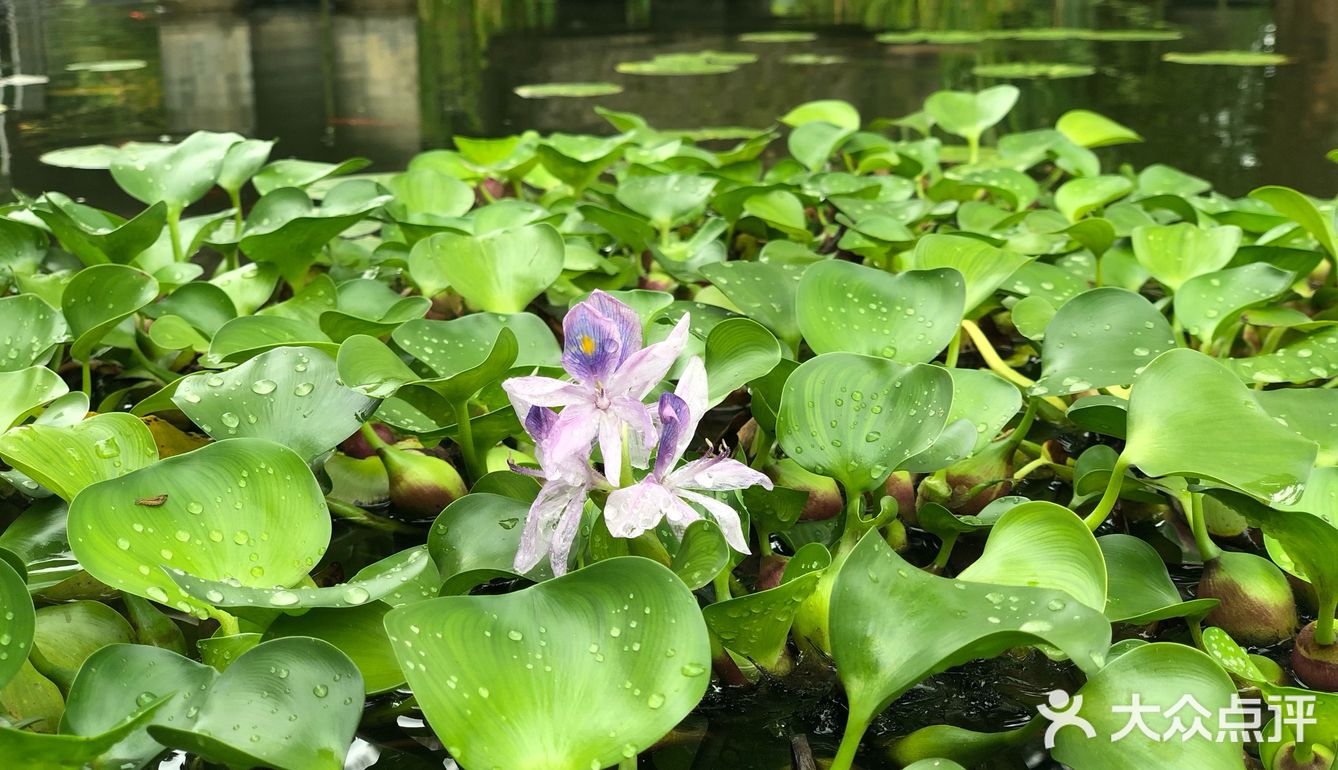 台风🌀来临前的宁静~坐在院子里发发呆