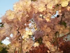 -高东镇樱花园
