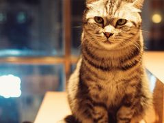 -猫儿山۰猫主题餐厅