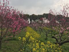 -南汇桃花村