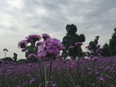 -秀丽东方