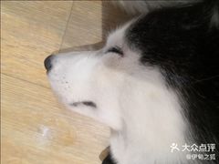 -Husky Go! 哈士奇体验馆·宠物咖啡厅狗咖