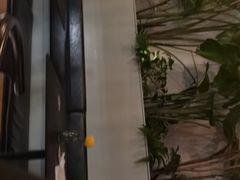 -汉堡双倍·喜鹊堡